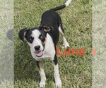 Small Treeing Walker Coonhound Mix