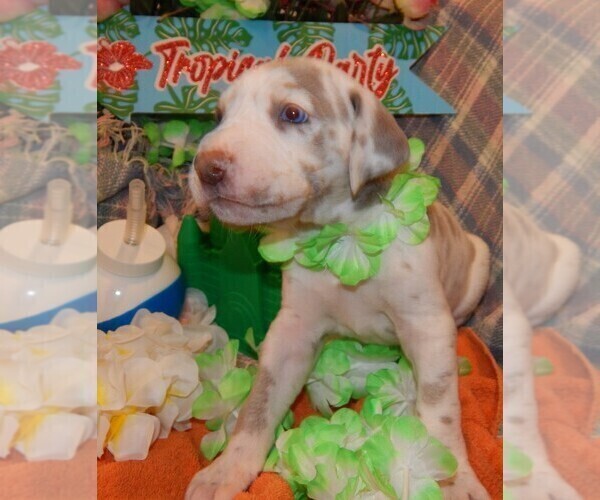 Medium Photo #36 Great Dane Puppy For Sale in SPRAGGS, PA, USA