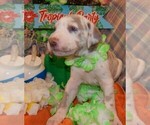 Small Photo #36 Great Dane Puppy For Sale in SPRAGGS, PA, USA