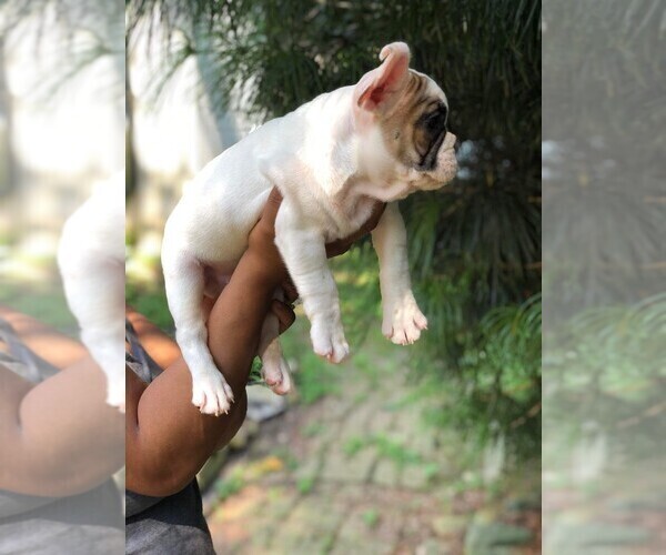 Medium Photo #3 French Bulldog Puppy For Sale in READING, PA, USA