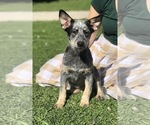 Small Australian Cattle Dog