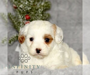 Cavapoo Puppy for sale in BIRD IN HAND, PA, USA