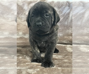 Mastiff Puppy for Sale in VENICE, Florida USA