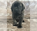 Small Photo #1 Mastiff Puppy For Sale in VENICE, FL, USA