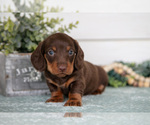 Small #1 Dachshund