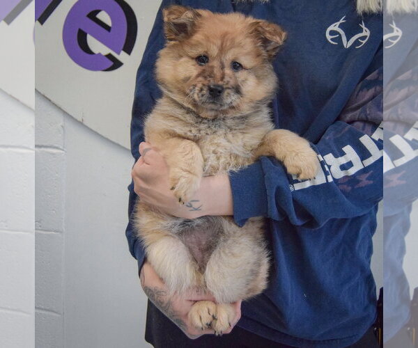 Medium Photo #3 Chow Chow-Unknown Mix Puppy For Sale in Huntley, IL, USA
