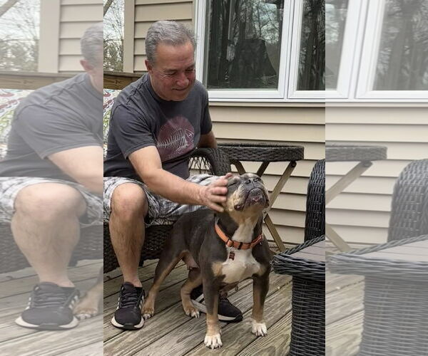 Medium Photo #9 Bulldog-Unknown Mix Puppy For Sale in Chester, NJ, USA
