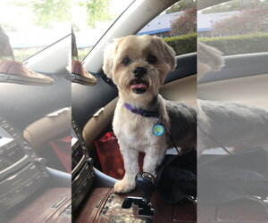 COURTESY POST: Beanie - Male Shih Tzu-Unknown Mix Dog for Adoption - Photo #2