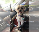 Small #1 Shih Tzu Mix