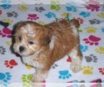 Small Photo #9 ShihPoo Puppy For Sale in ORO VALLEY, AZ, USA