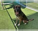 Small #1 German Shepherd Dog Mix