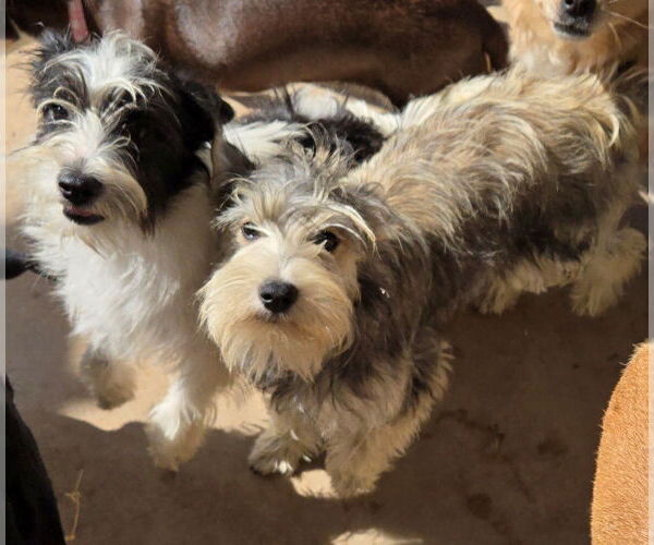 Medium Photo #2 Mutt Puppy For Sale in San Antonio, TX, USA