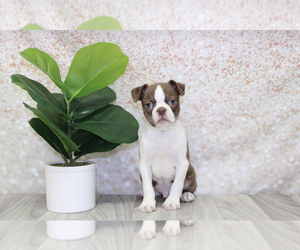 Boston Terrier Puppy for sale in MARIETTA, GA, USA