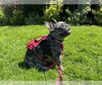 Small Photo #1 French Bulldog Puppy For Sale in VANCOUVER, WA, USA