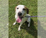 Small #2 Greyhound-Labrador Retriever Mix