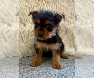 Yorkshire Terrier Puppy for Sale in FAIR HAVEN, Michigan USA