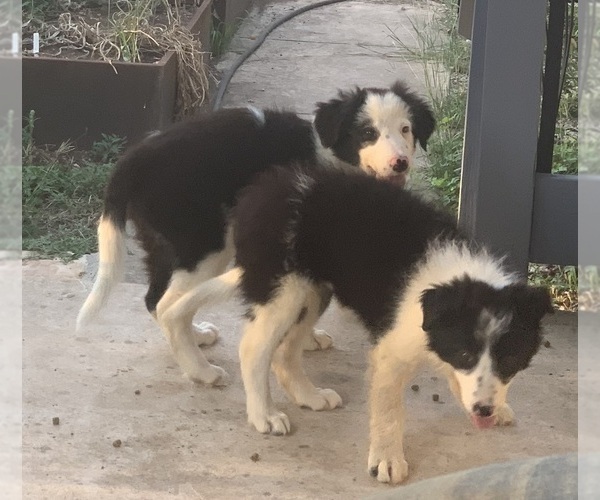 Medium Photo #5 Border Collie Puppy For Sale in BLANCO, TX, USA