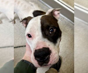 Mutt Dogs for adoption in Plano, TX, USA