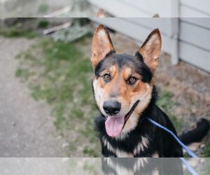 German Shepherd Dog Dogs for adoption in Longview, WA, USA