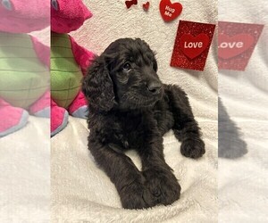 Goldendoodle Puppy for sale in CARROLLTON, VA, USA