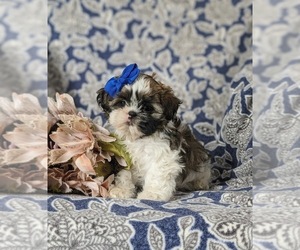 Havashu Puppy for sale in KIRKWOOD, PA, USA