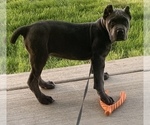 Small #30 Cane Corso