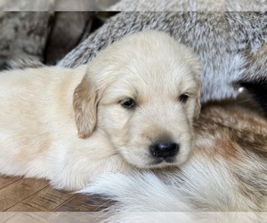 Golden Retriever Puppy for sale in FORDLAND, MO, USA