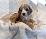 Puppy 3 Cavalier King Charles Spaniel-Poodle (Standard) Mix