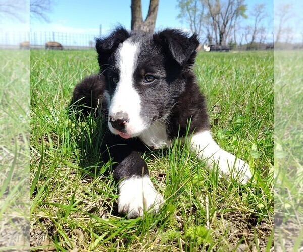 Medium Photo #10 Border Collie Puppy For Sale in NORBORNE, MO, USA