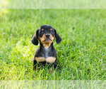 Small #1 Dachshund