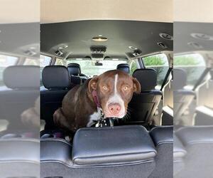 Labrador Retriever-Unknown Mix Dogs for adoption in Stockton, CA, USA