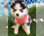 Small #10 Pomsky