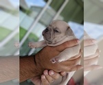 Small Photo #3 French Bulldog Puppy For Sale in MAGNOLIA SQ, FL, USA