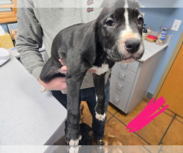 Medium Photo #2 Labrador Retriever-Treeing Walker Coonhound Mix Puppy For Sale in Duluth, MN, USA