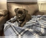 Small Photo #63 American Bully Puppy For Sale in REESEVILLE, WI, USA