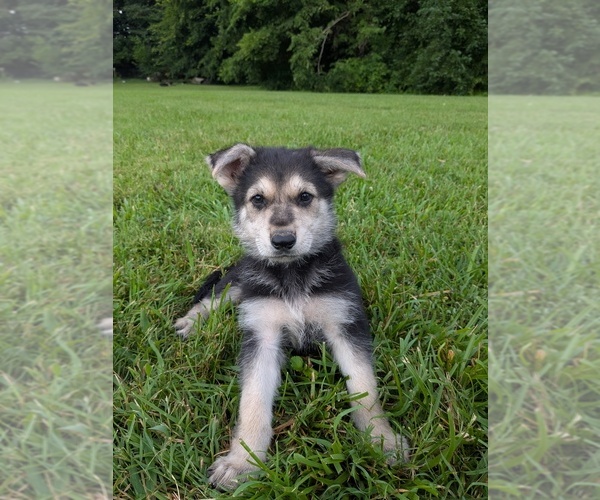 Medium Photo #1 German Shepherd Dog Puppy For Sale in WOODBURN, KY, USA