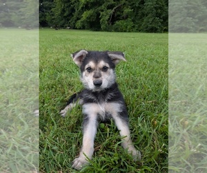 German Shepherd Dog Puppy for sale in WOODBURN, KY, USA