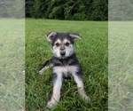 Small German Shepherd Dog