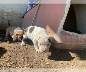 American Pit Bull Terrier Puppy for sale in FRESNO, CA, USA