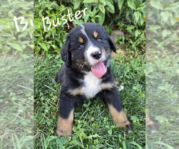 Medium Photo #4 Bernedoodle Puppy For Sale in FRANKLIN, MO, USA