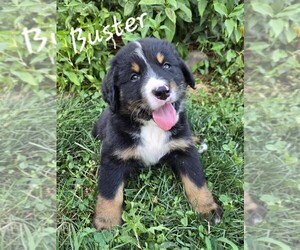 Medium Bernedoodle