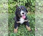 Puppy Buster Bernedoodle