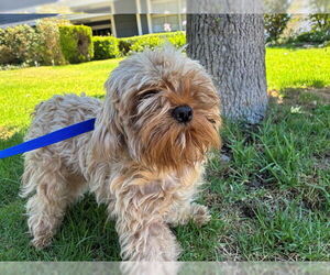 Maltipoo Dogs for adoption in Rancho Cucamonga, CA, USA