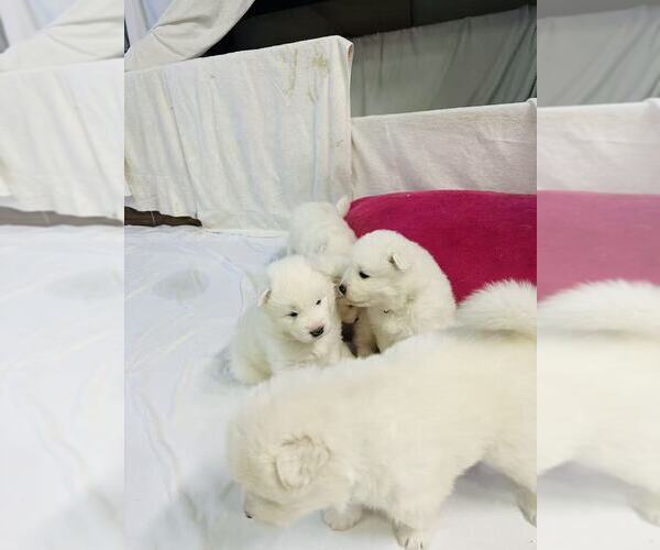 Medium Photo #24 Samoyed Puppy For Sale in DALY CITY, CA, USA