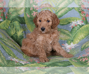 Goldendoodle Puppy for sale in KERNERSVILLE, NC, USA