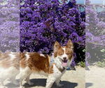 Small #7 Chi-Corgi