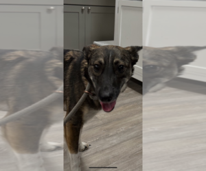 Mutt Dogs for adoption in Emmett, ID, USA
