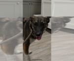 Small Mutt