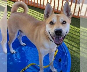 *KION THE LION - Male Carolina Dog-Unknown Mix Dog for Adoption