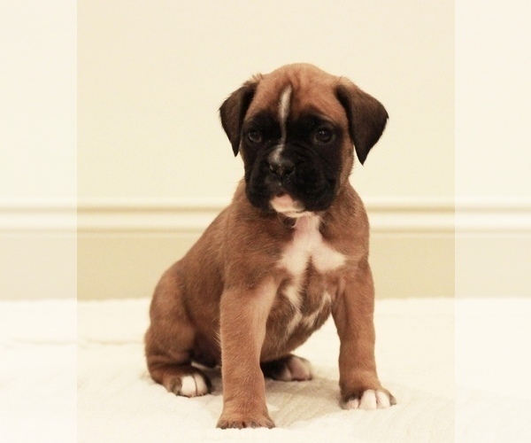 Medium Photo #1 Boxer Puppy For Sale in DENVER, PA, USA